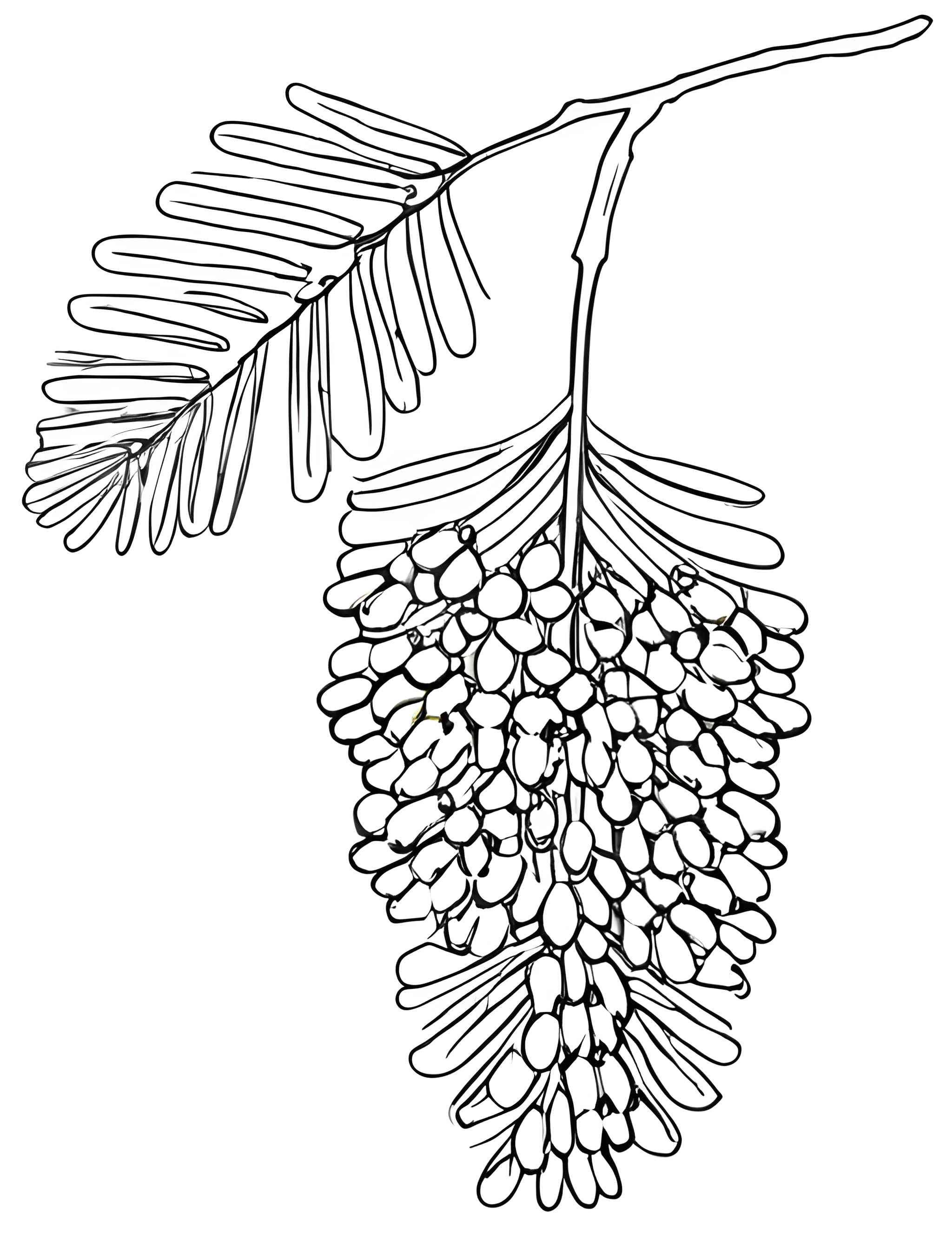 Раскраска Мимоза 10