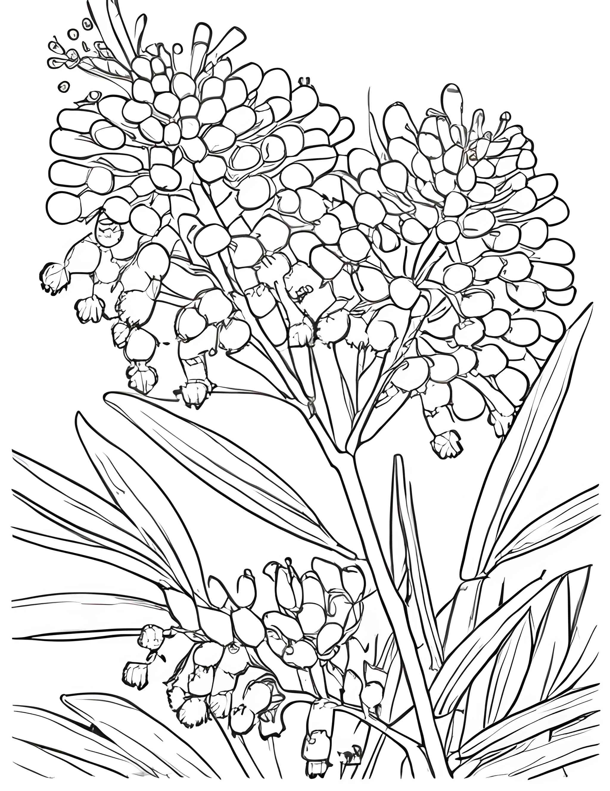 Раскраска Мимоза 11