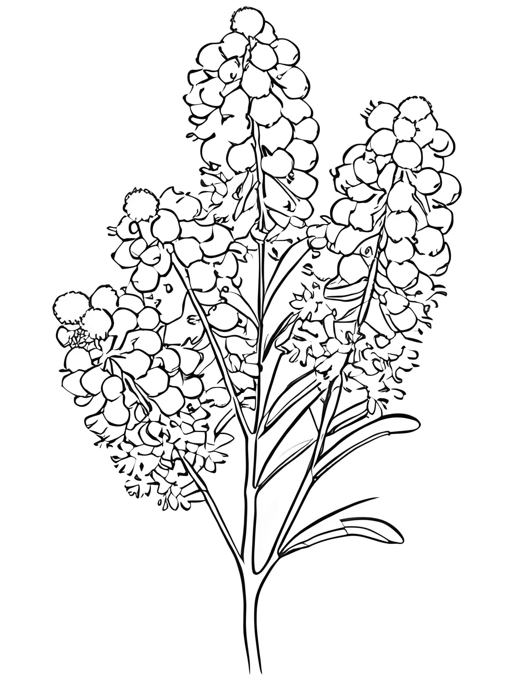 Раскраска Мимоза 12