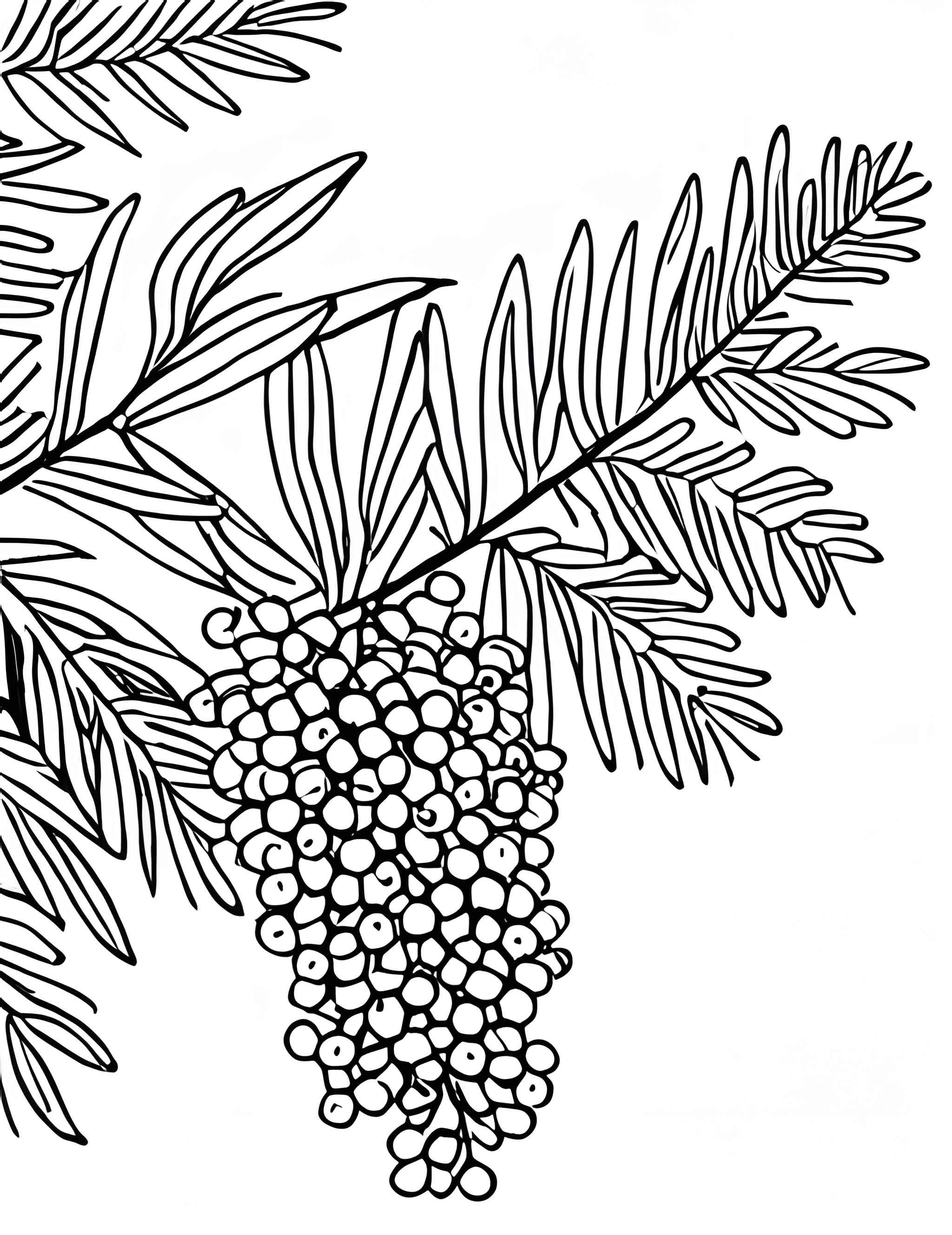 Раскраска Мимоза 16