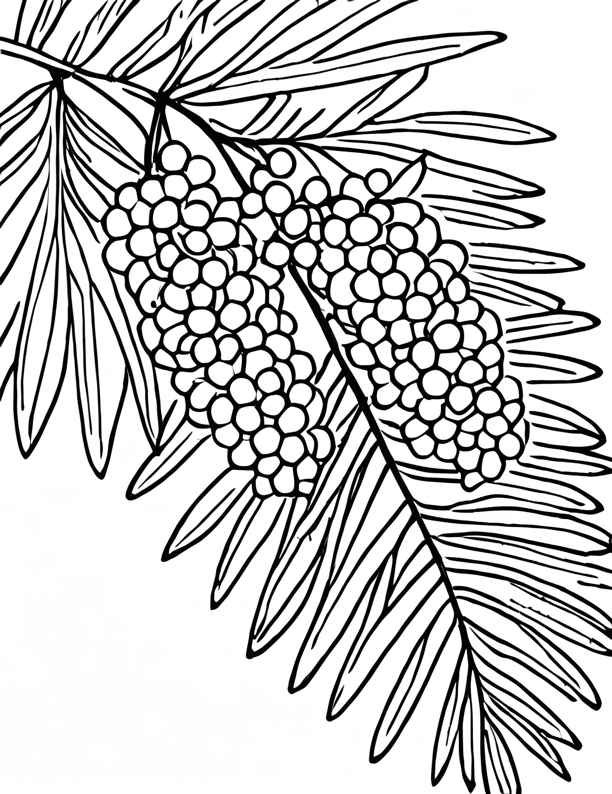 Раскраска Мимоза 17