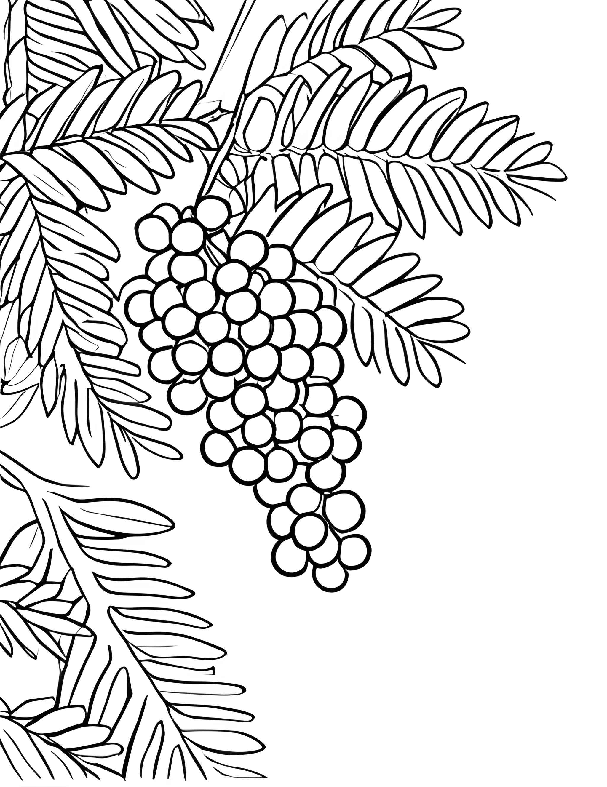 Раскраска Мимоза 2