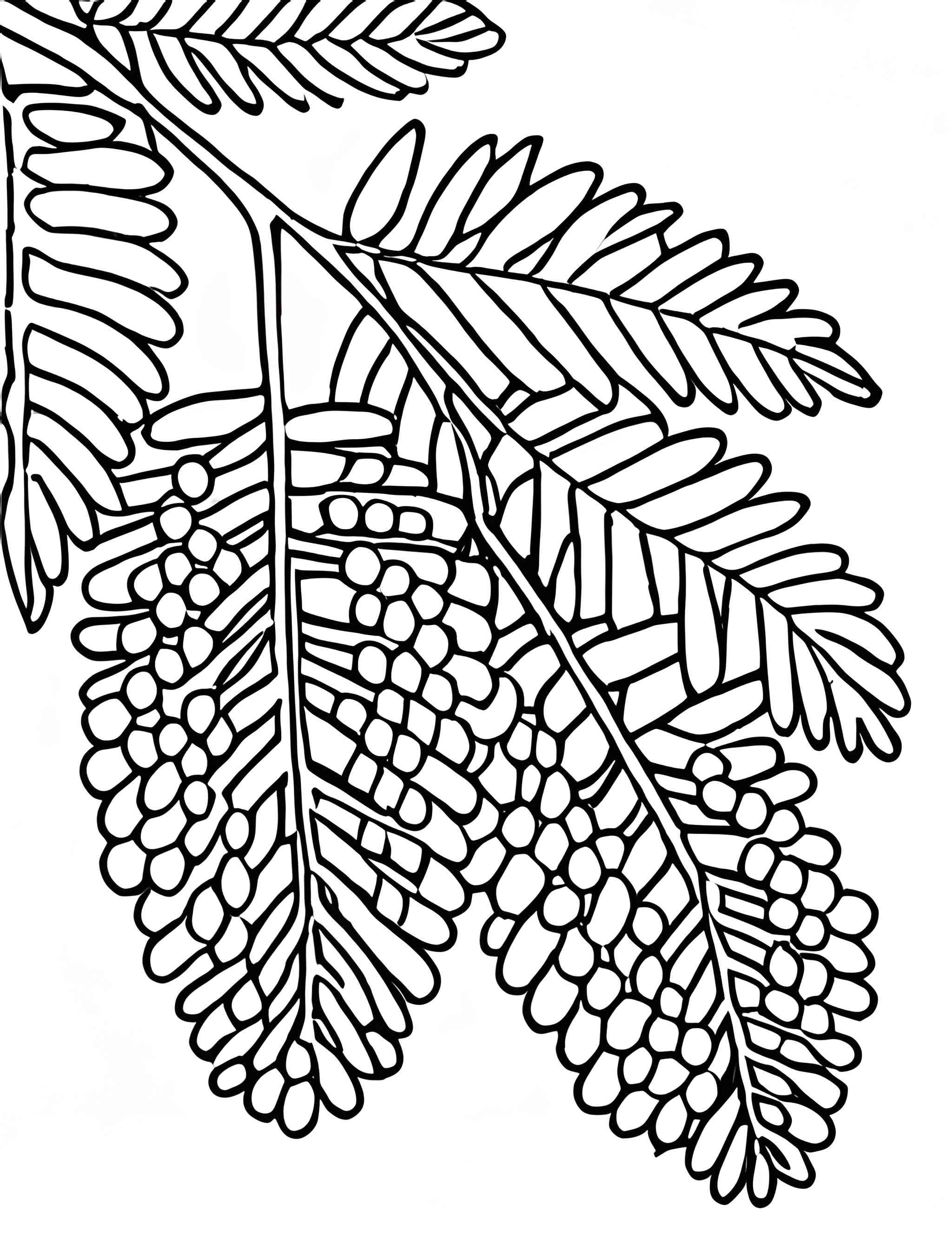 Раскраска Мимоза 20