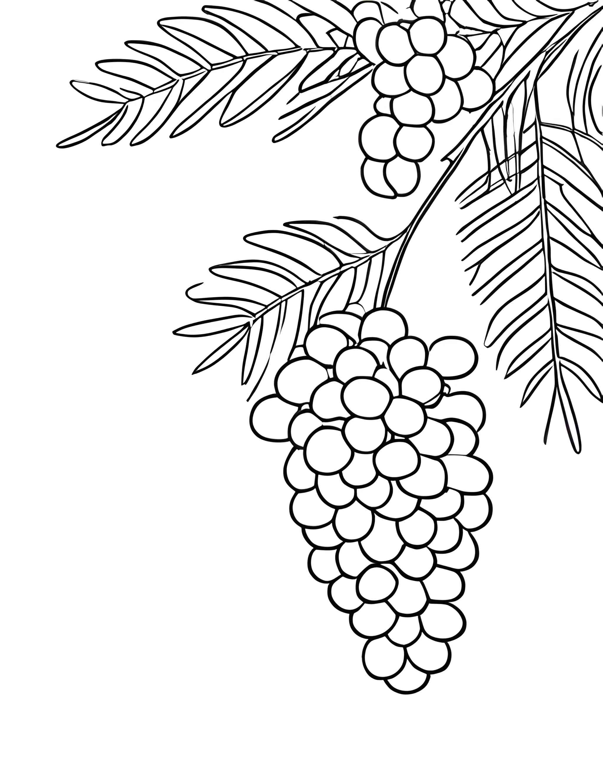 Раскраска Мимоза 5