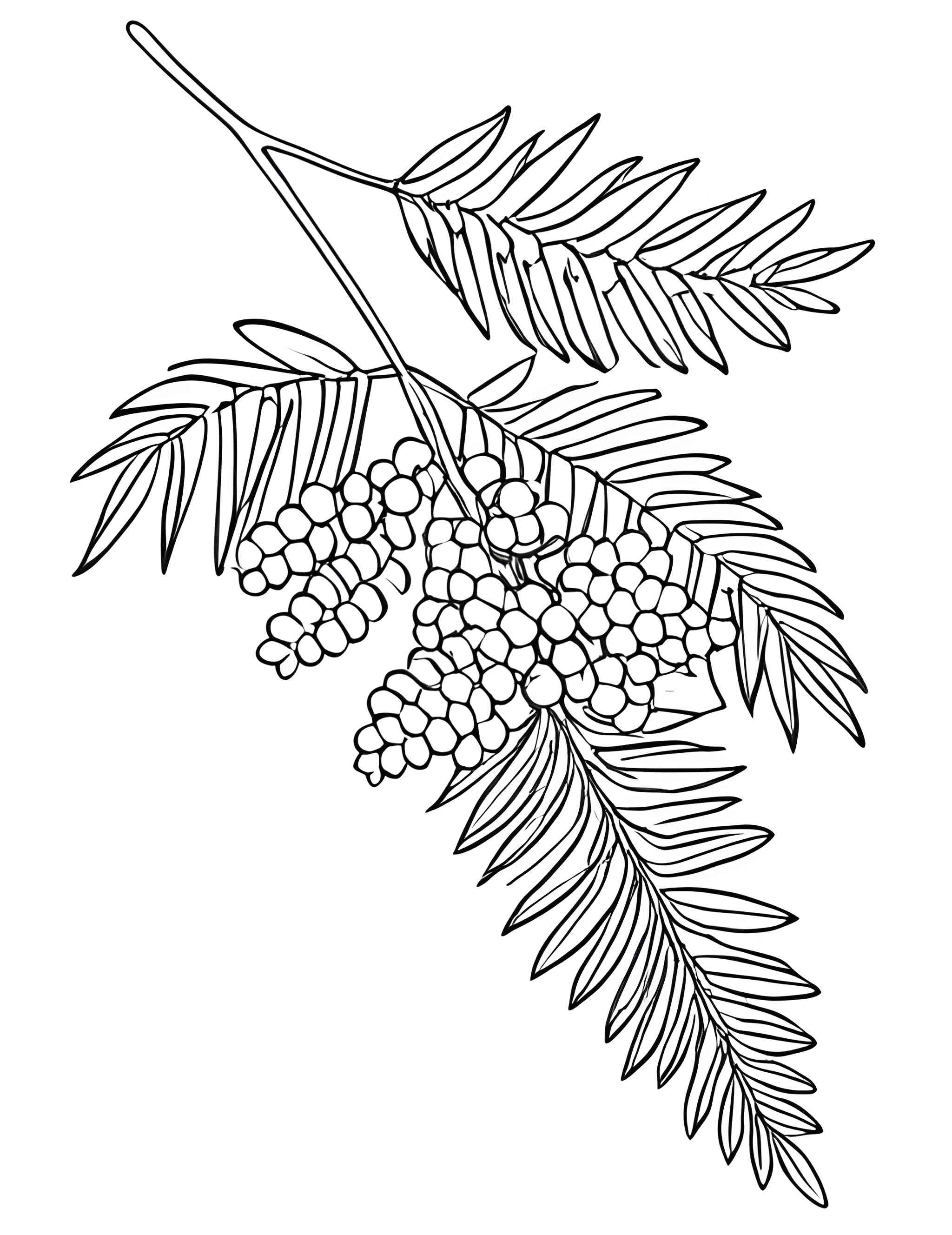 Раскраска Мимоза 6