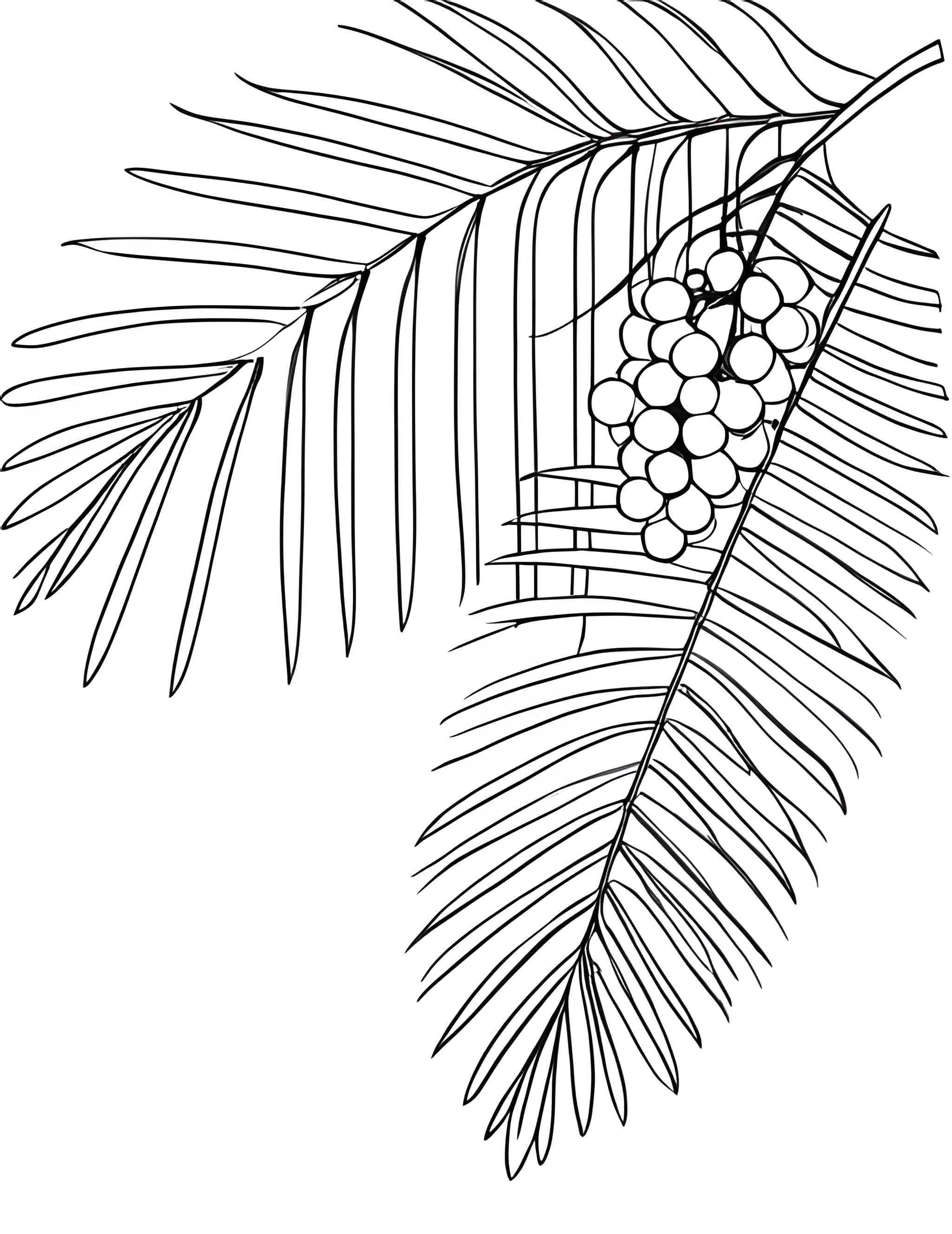 Раскраска Мимоза 7