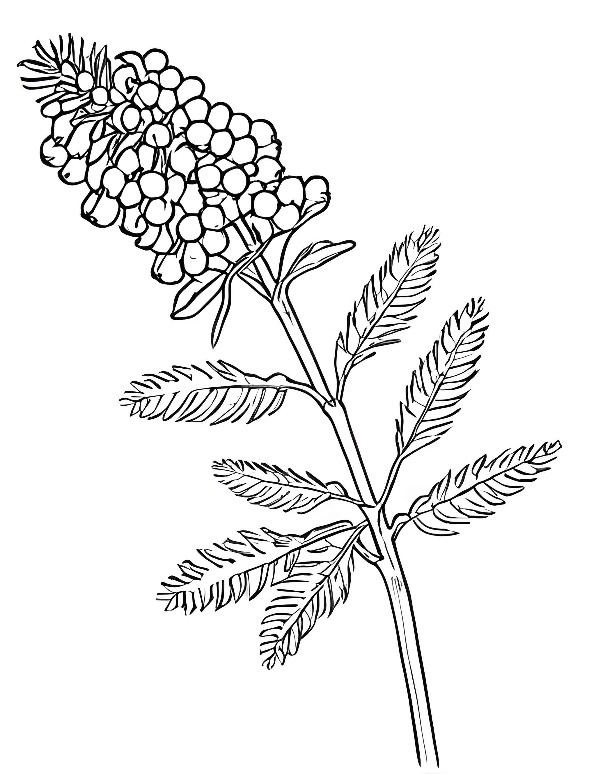 Раскраска Мимоза 9