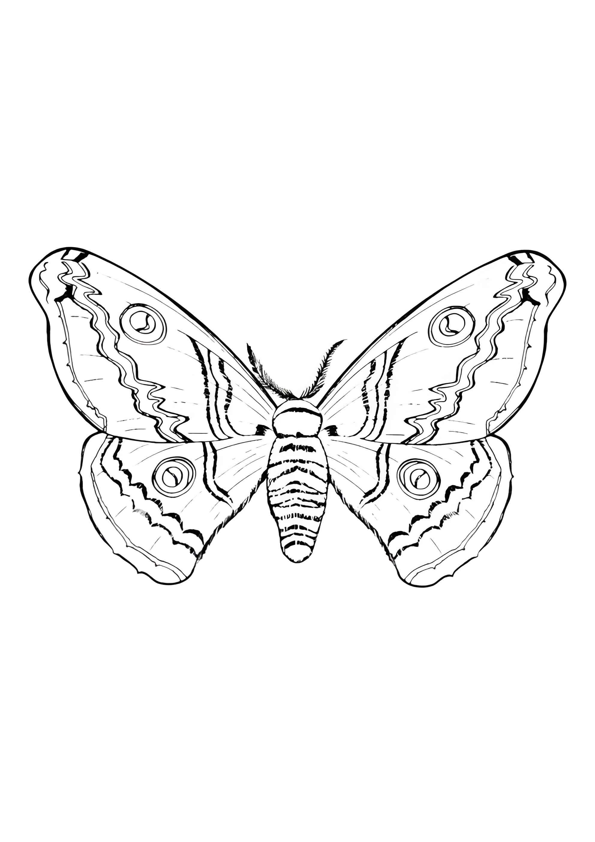 Раскраска Мохнатая бабочка