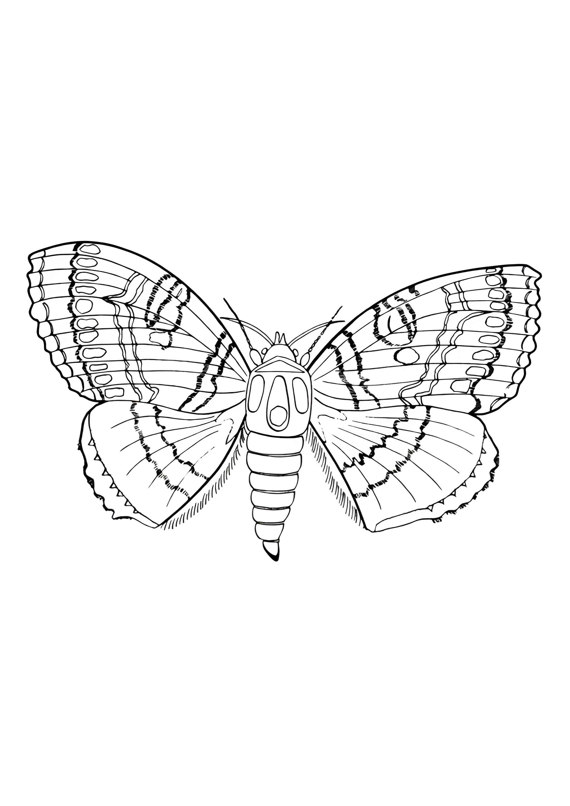 Раскраска Молодая бабочка