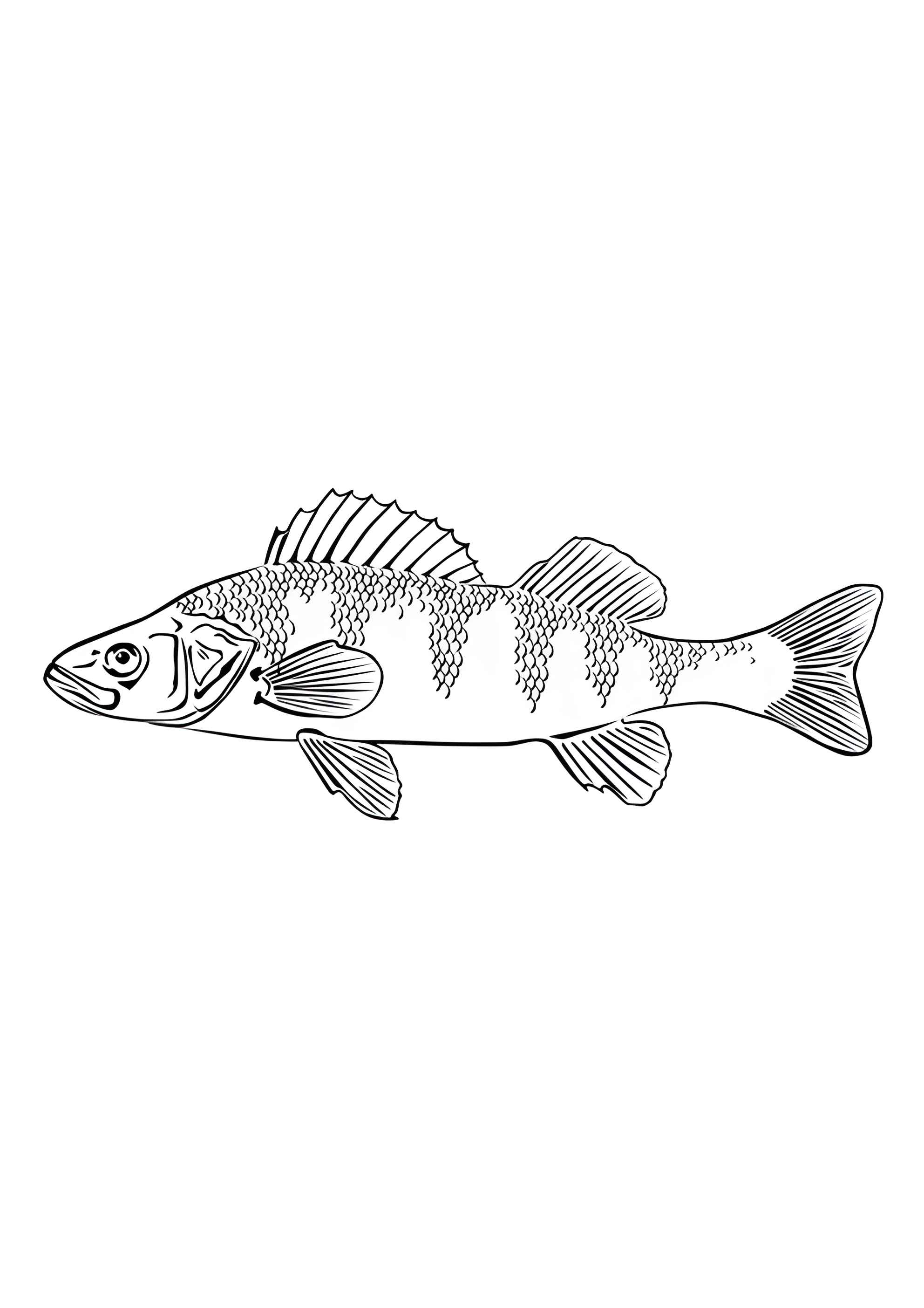 Раскраска Окунь
