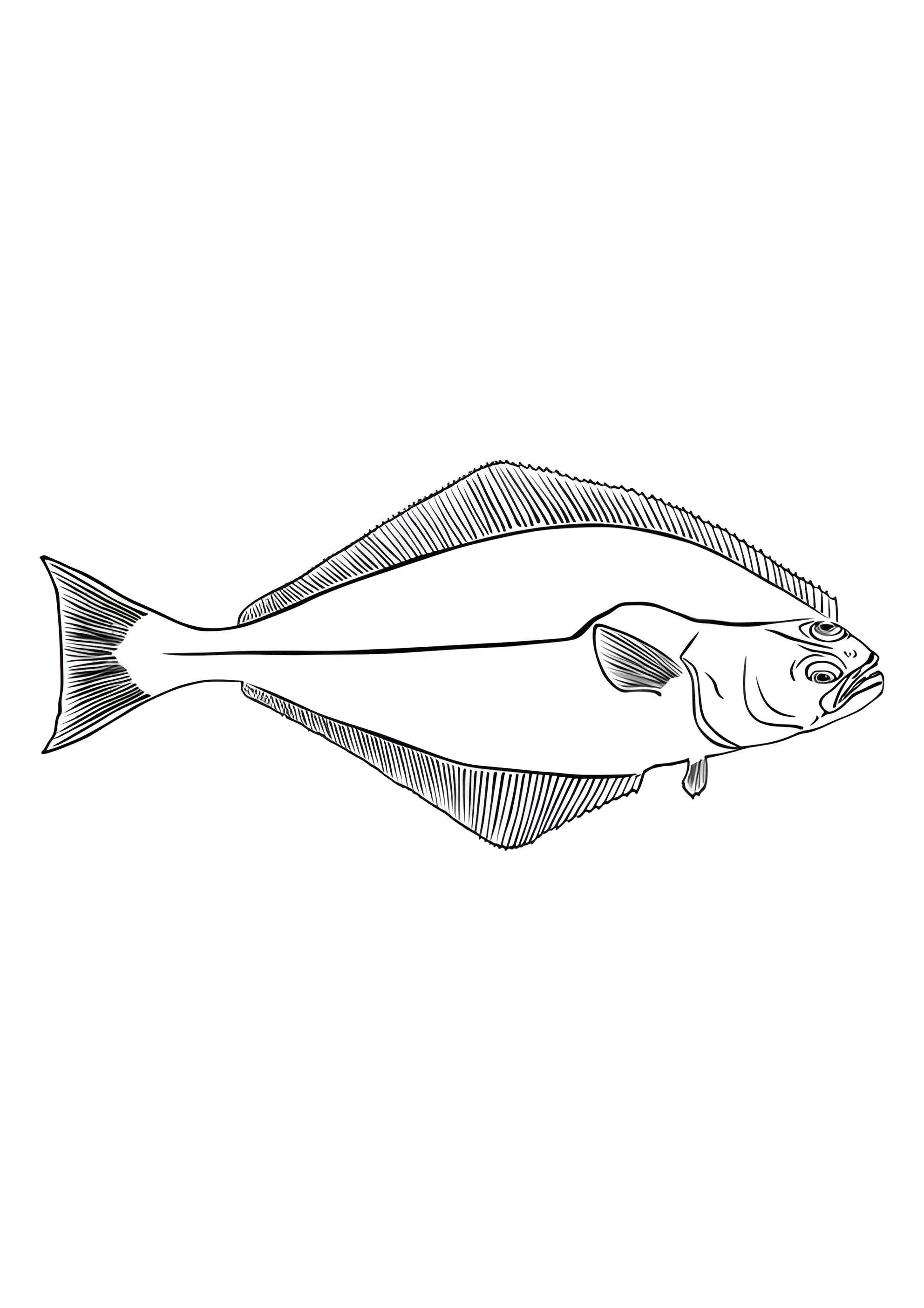 Раскраска Палтус