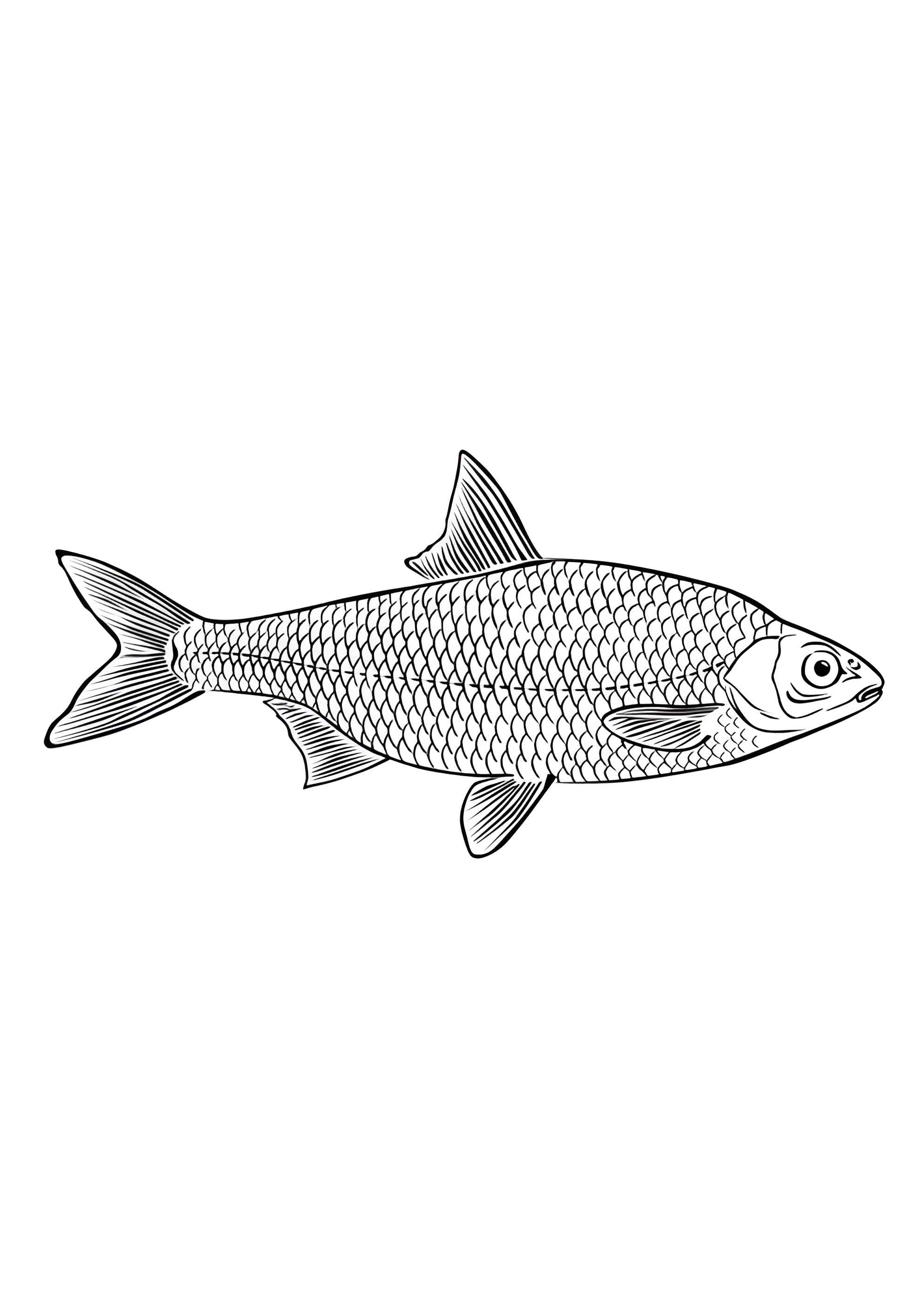 Раскраска Плотва