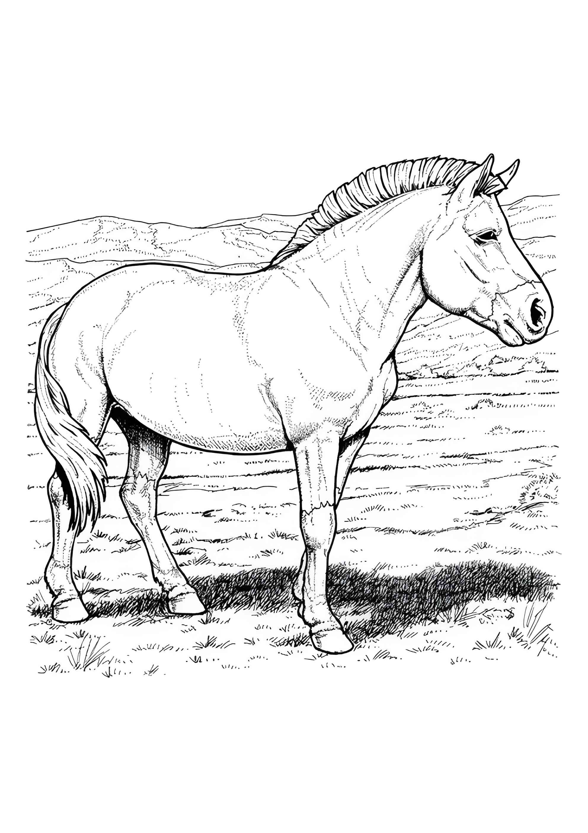 Раскраска Пони на лугу