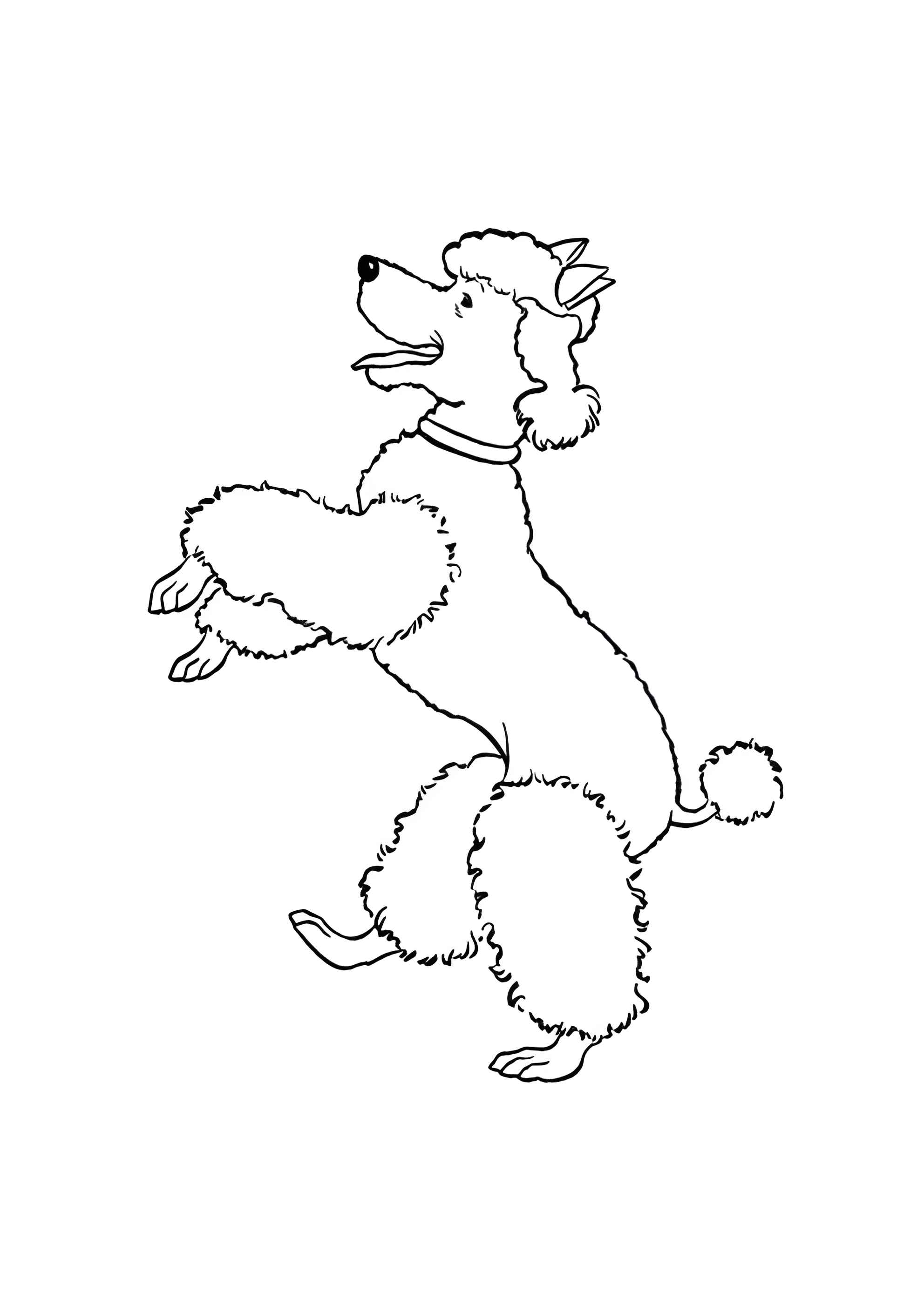 Раскраска Пудель на задних лапах