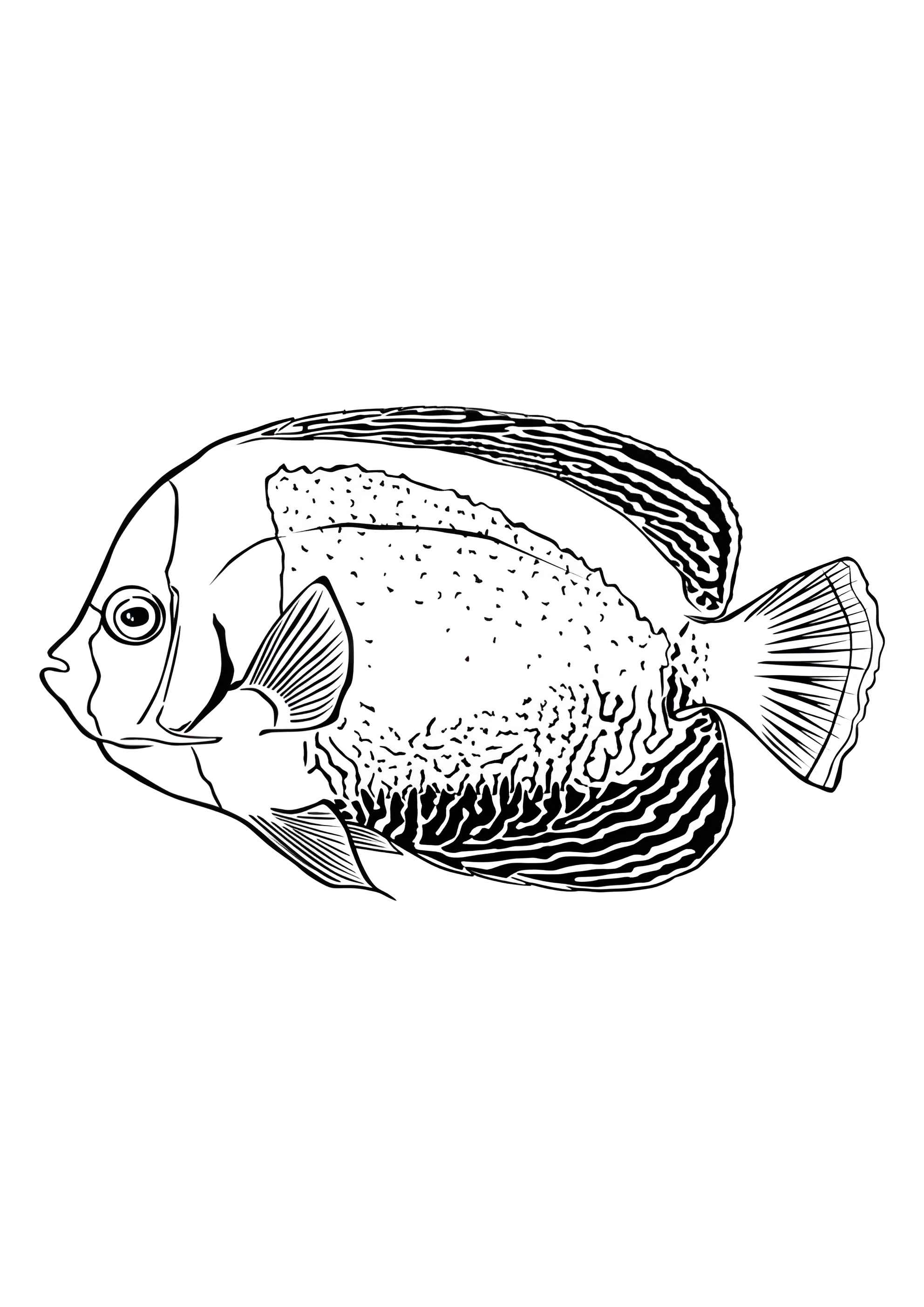 Раскраска Рыба Морской ангел