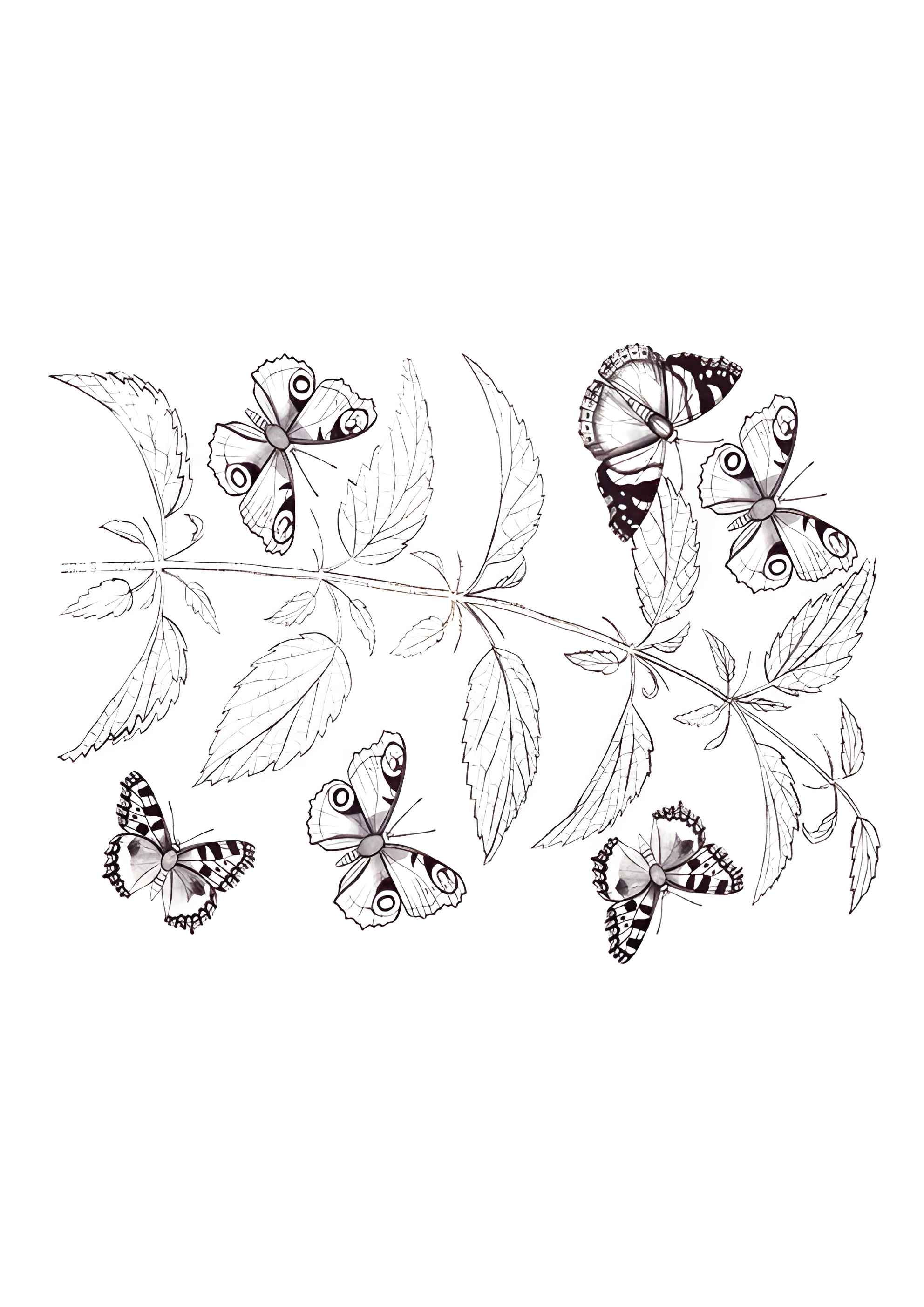 Раскраска Семья бабочек на веточке