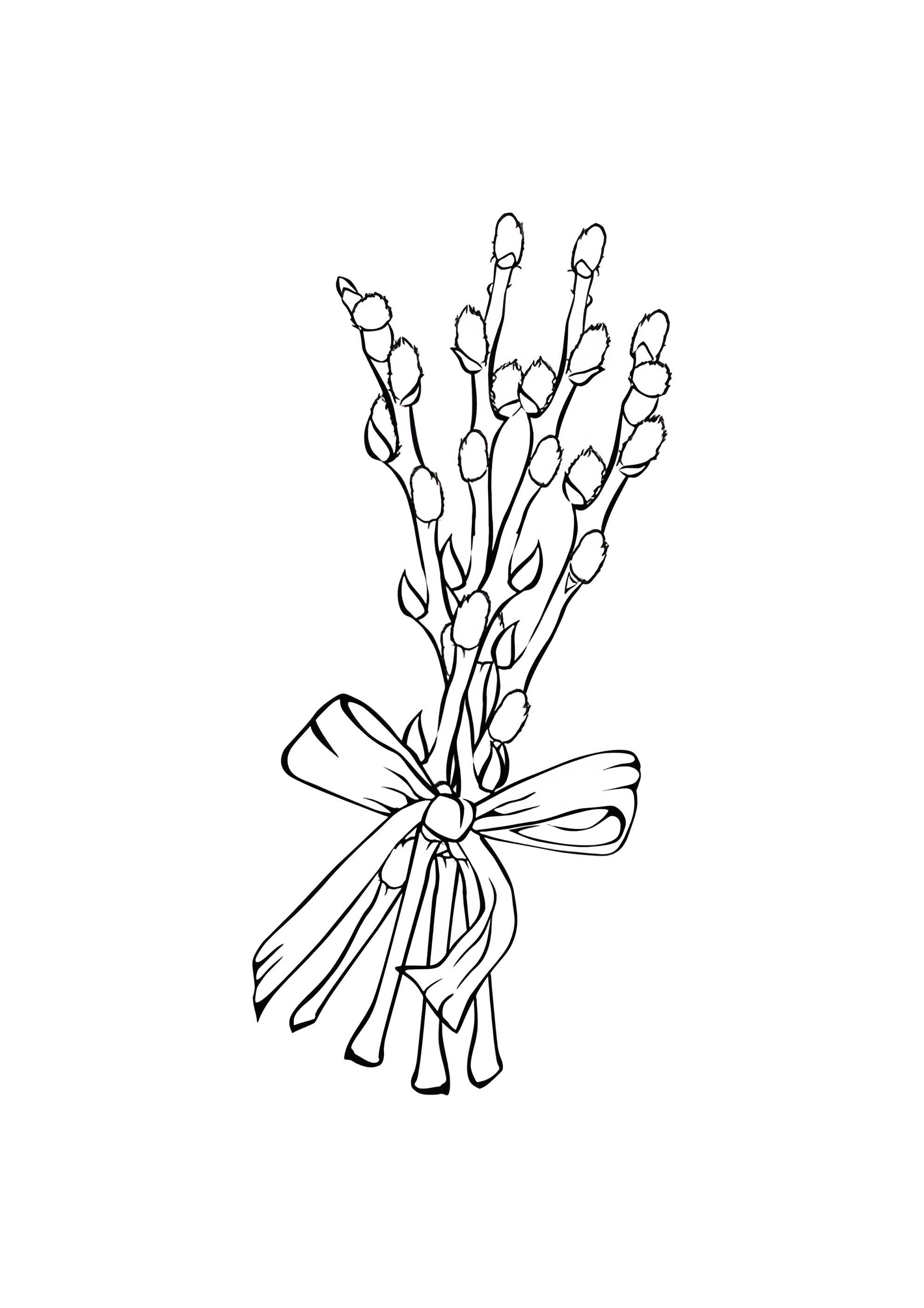 Раскраска Верба