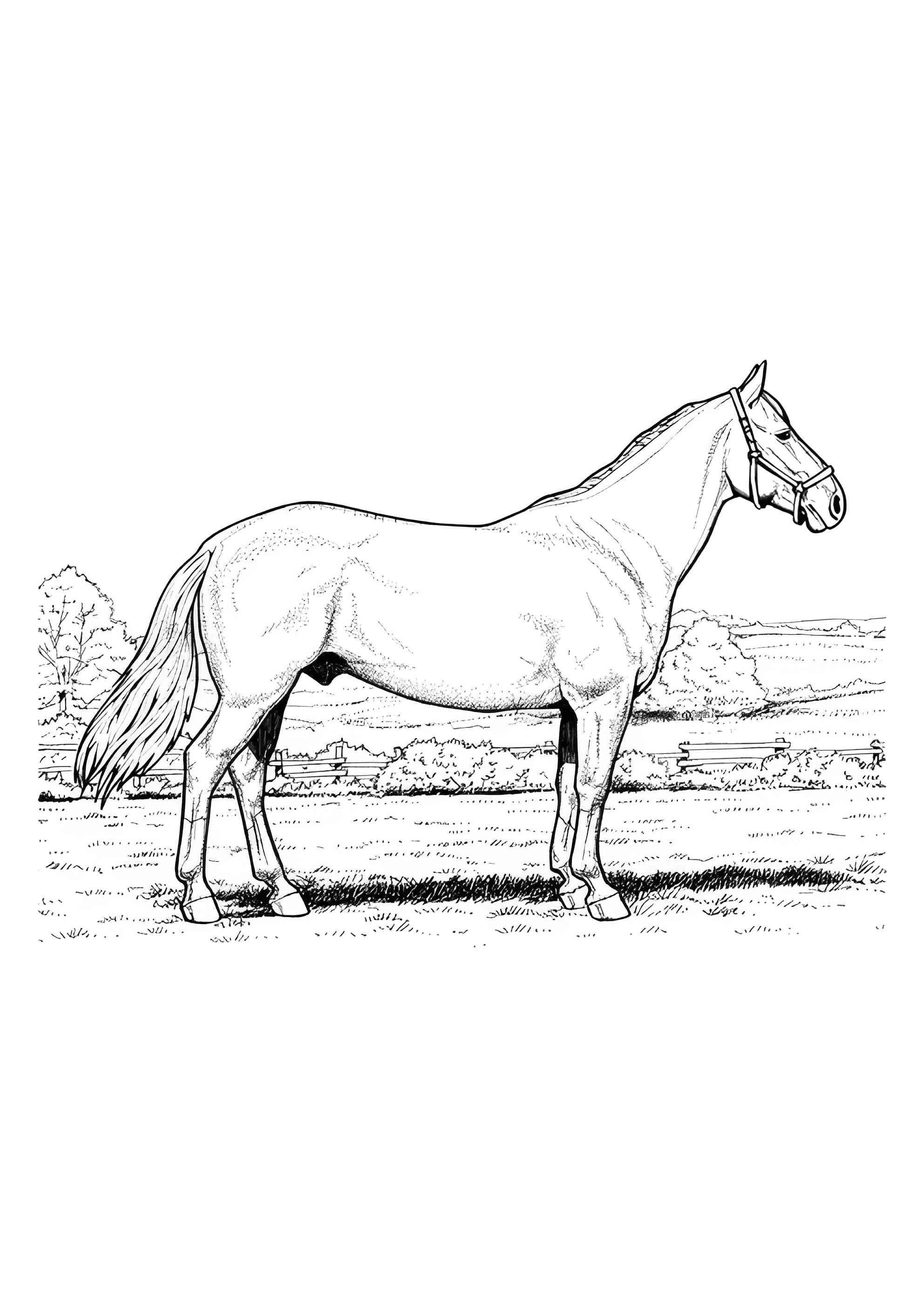 Раскраска Жеребец