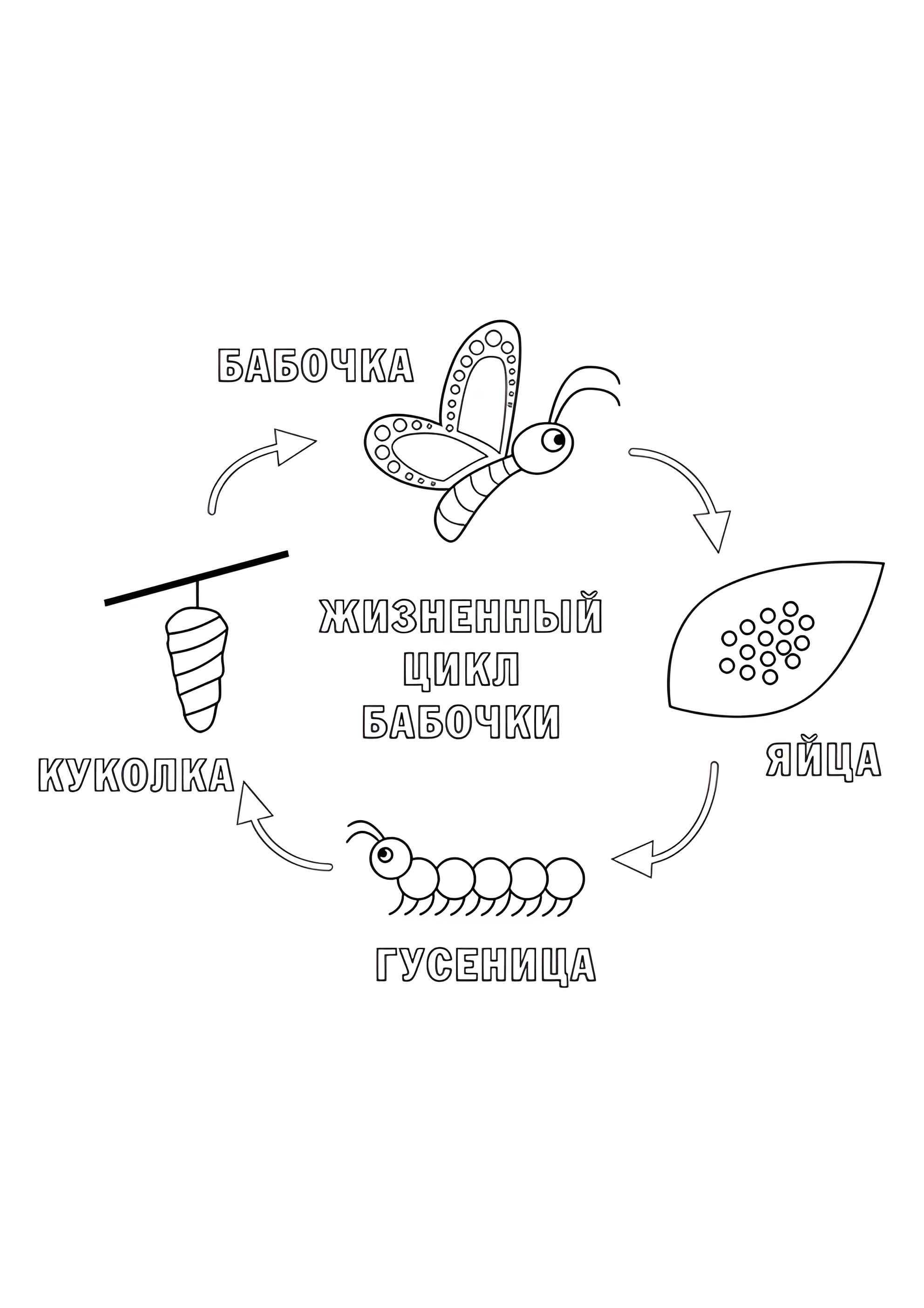Раскраска Жизненный цикл бабочки